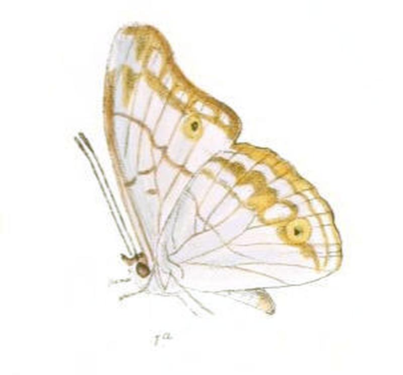 EulaceuraOsteria195 1a