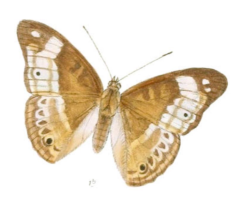 EulaceuraOsteria195 1b