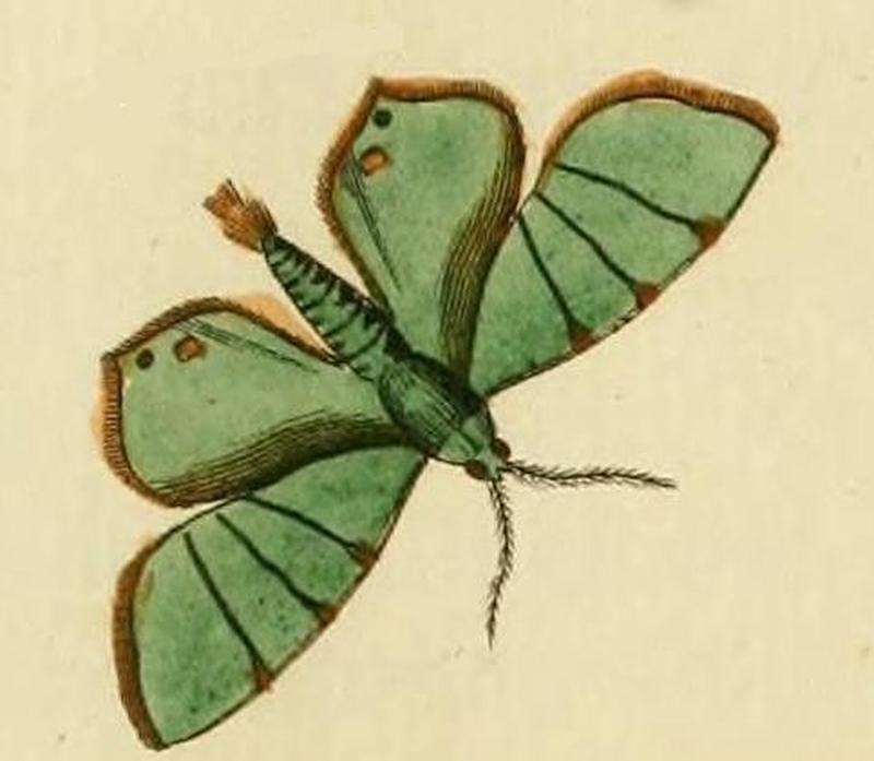 Eulepidotis ilirias
