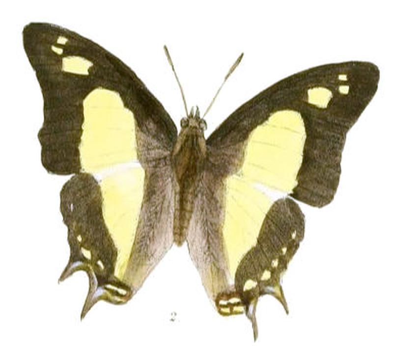 EulepisAgrarius185 2