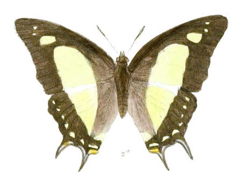 EulepisAgrarius185 2a