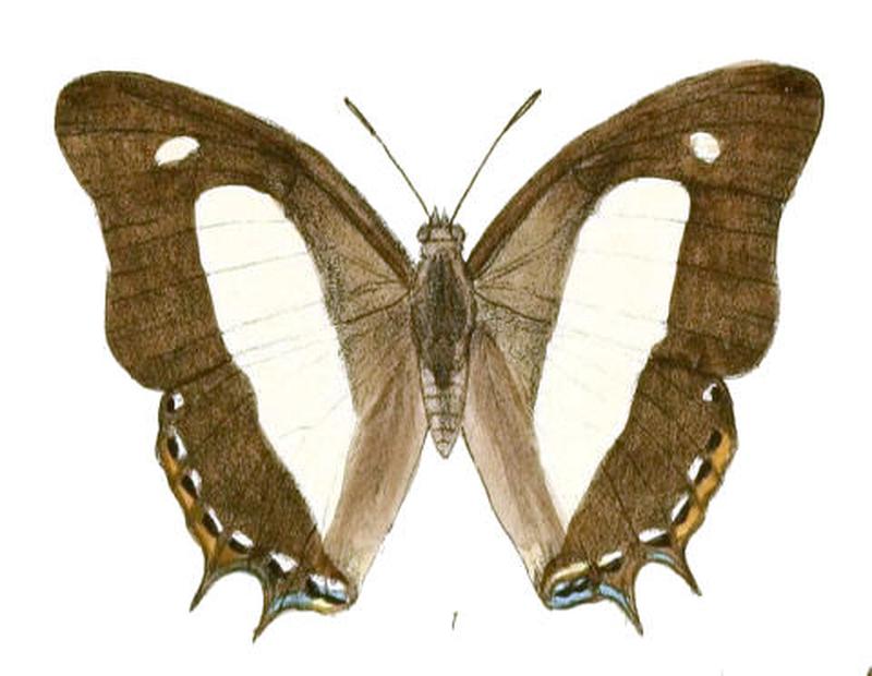 EulepisArja186 1