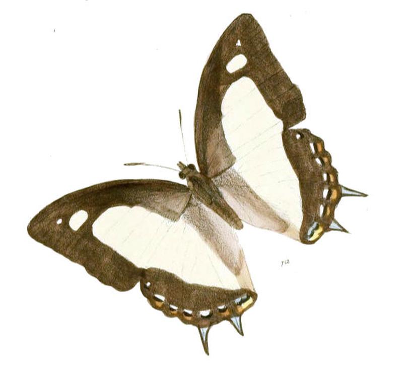 EulepisArja186 1a