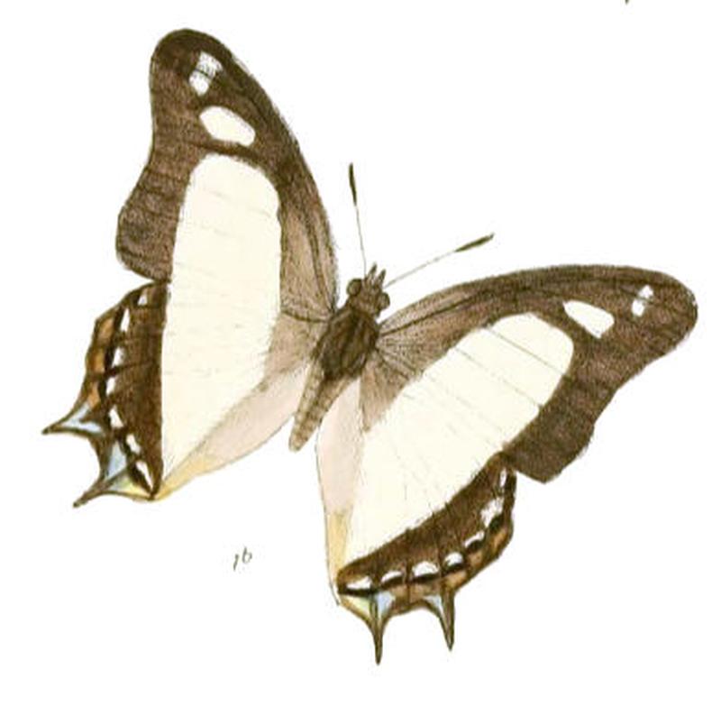 EulepisArja186 1b