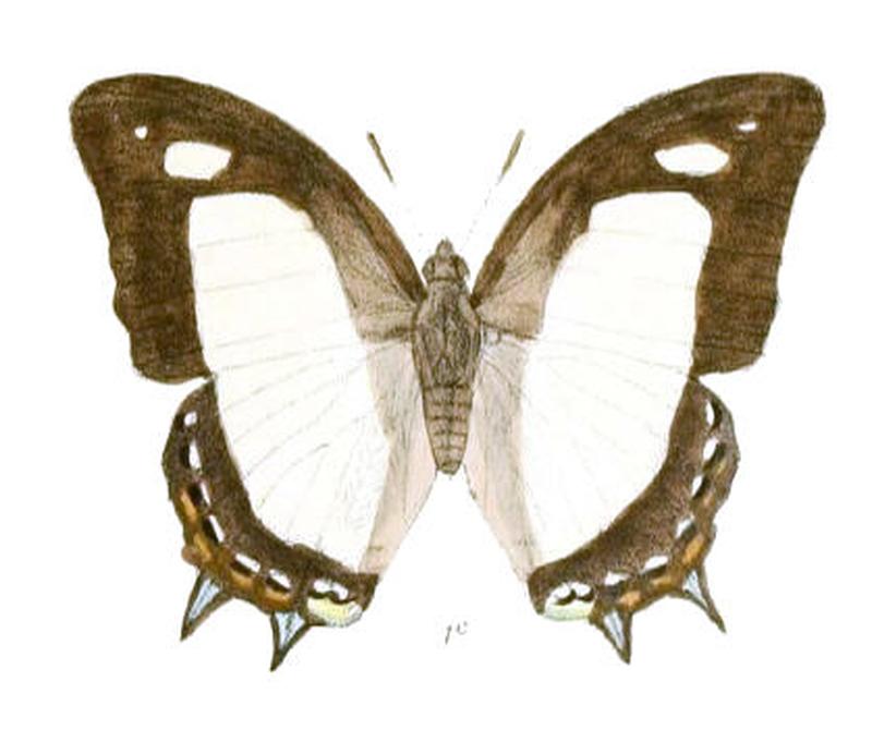 EulepisArja186 1c