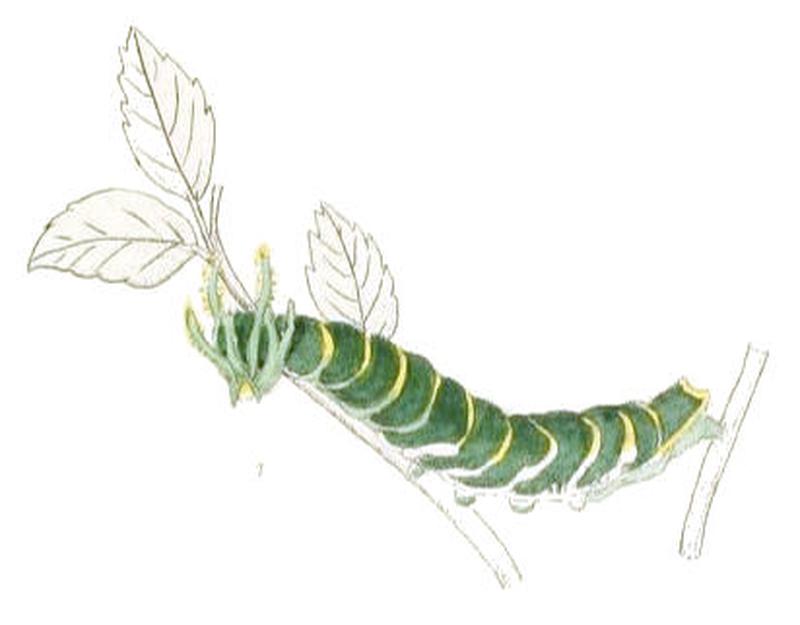 EulepisAthamas184 1