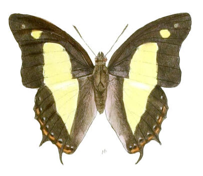 EulepisAthamas184 1b