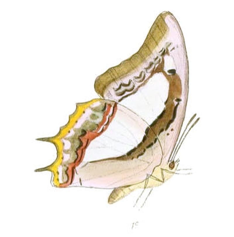EulepisAthamas184 1c