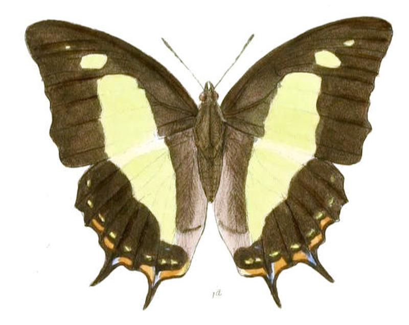 EulepisAthamas184 1d
