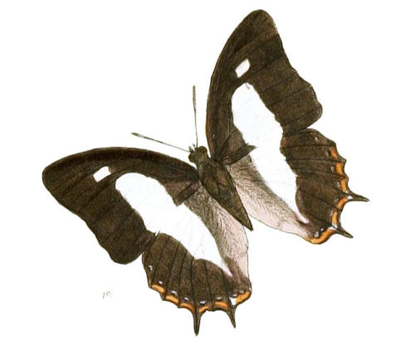 EulepisAthamas184 1e