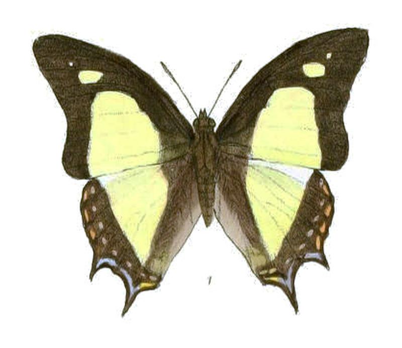 EulepisHamasta185 1