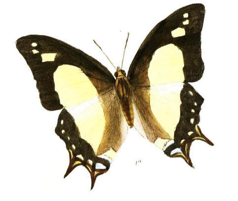 EulepisHamasta185 1a