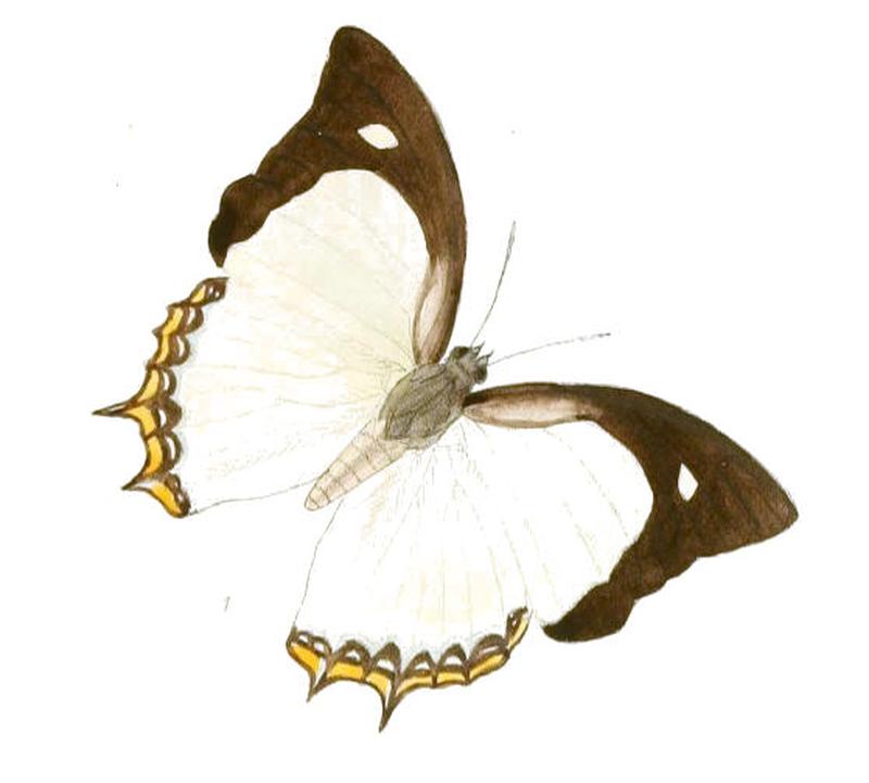 EulepisJalysus187 1