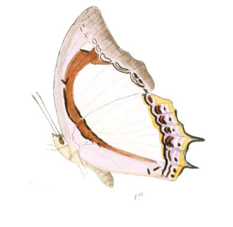 EulepisJalysus187 1a