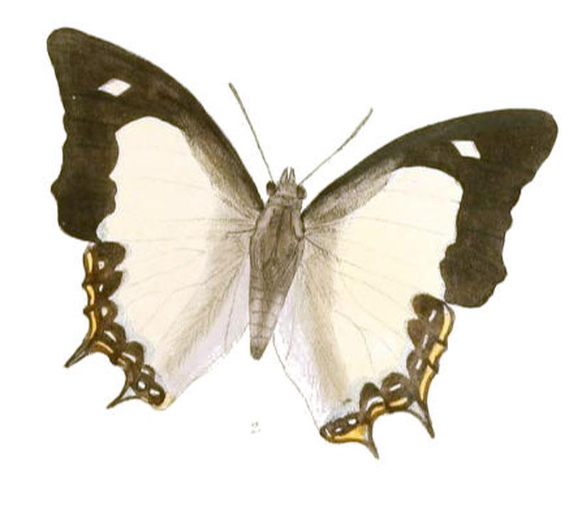 EulepisMoori187 2