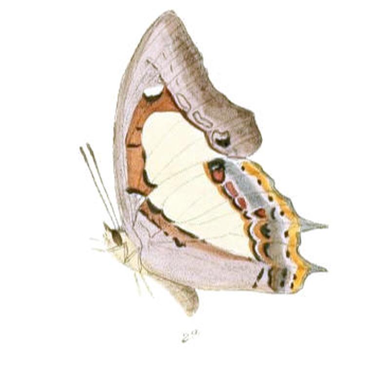 EulepisMoori187 2a