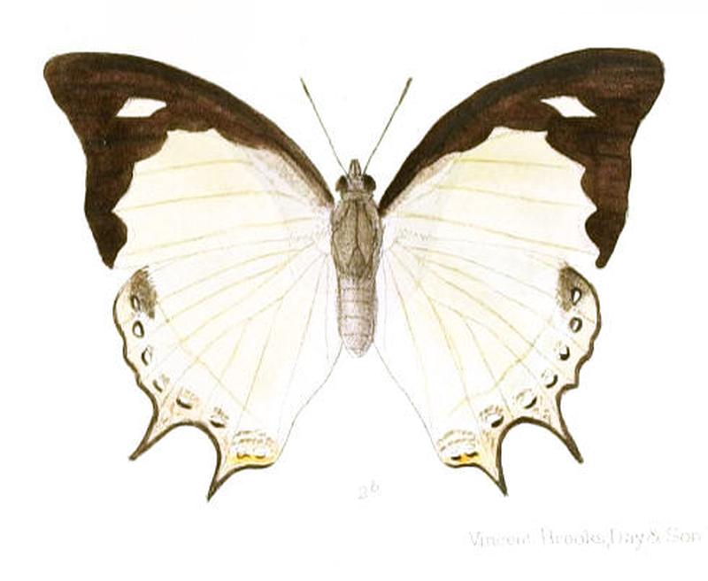 EulepisMoori187 2b