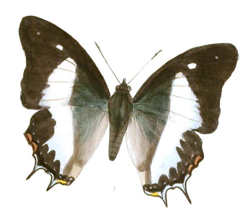 EulepisSchreiberi188 1