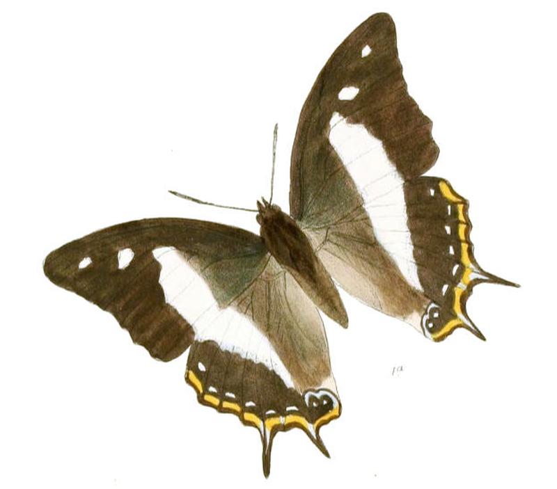 EulepisSchreiberi188 1a