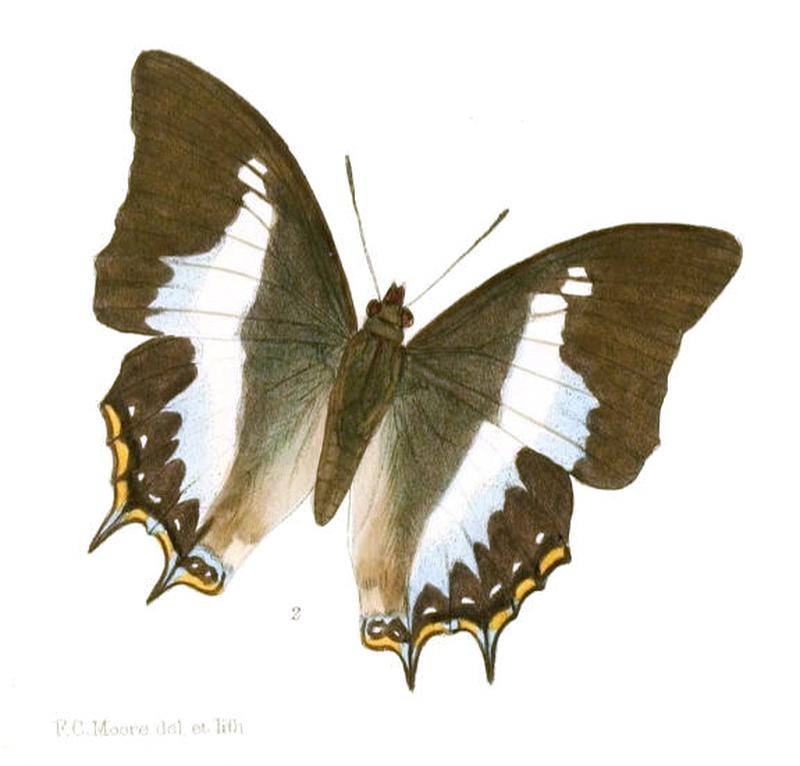 EulepisWardii188 2
