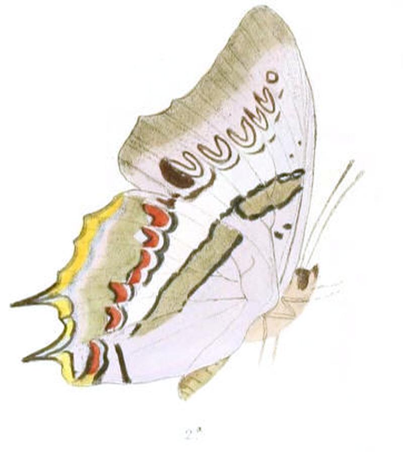 EulepisWardii188 2a