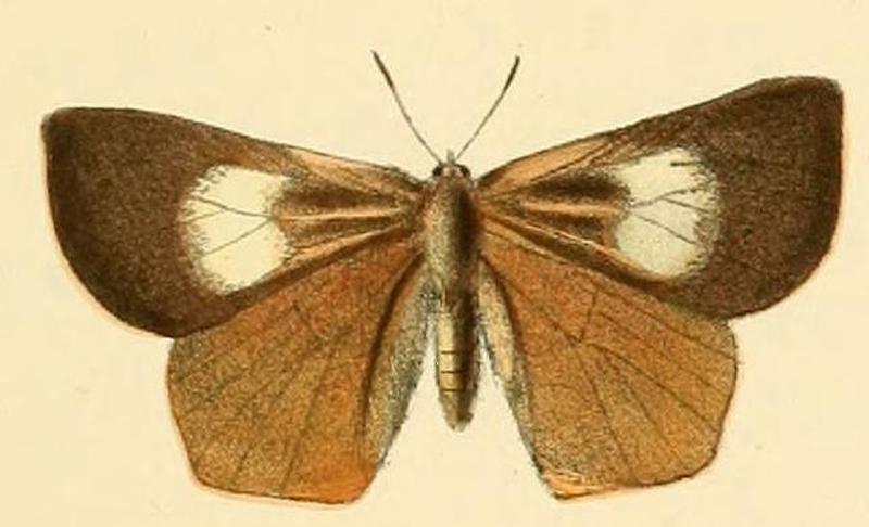 Euliphyra leucyania1