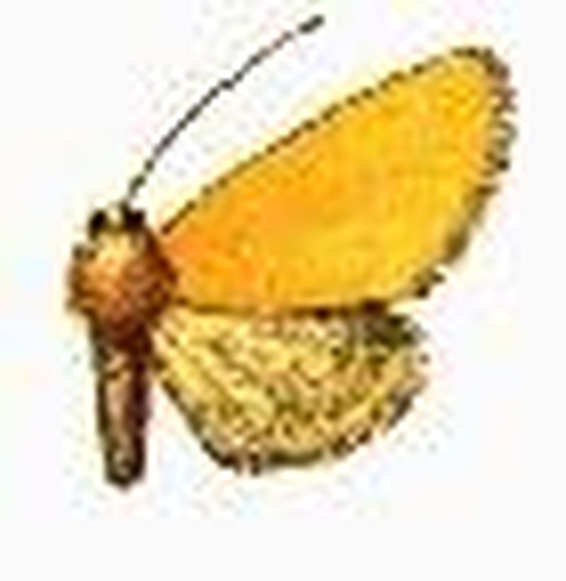 Eulithosia composita