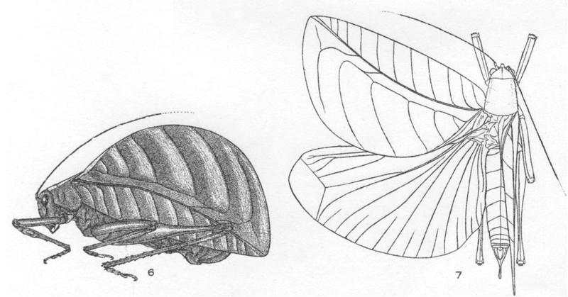Eulophophyllum thaumasium Hebard 1922