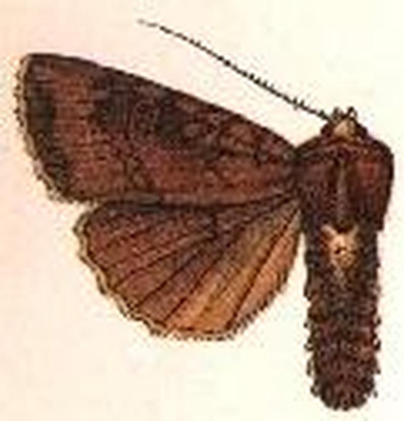 Eumichtis tenerifica