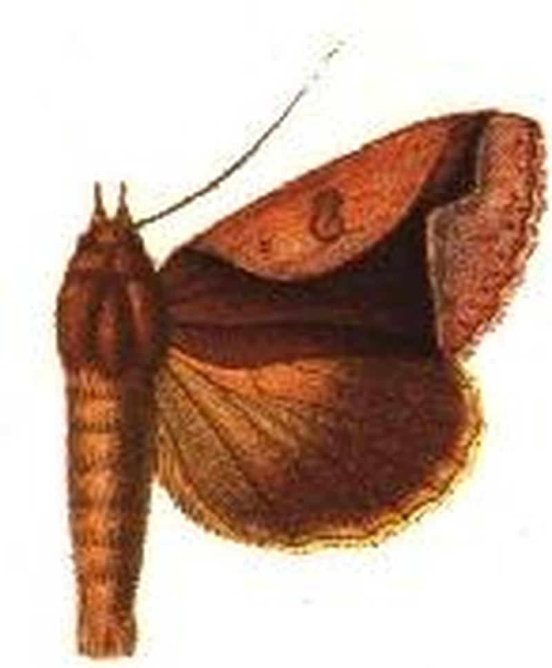 Euminucia orthogona