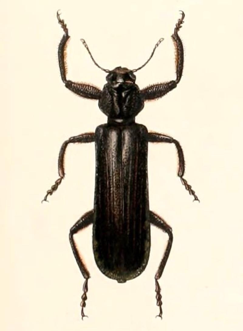 Eunatalis laevis 1894