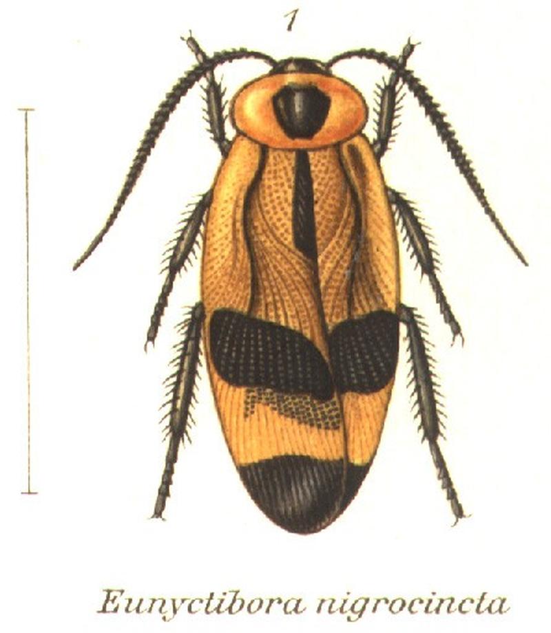 Eunyctibora nigrocincta (Shel1908-01)