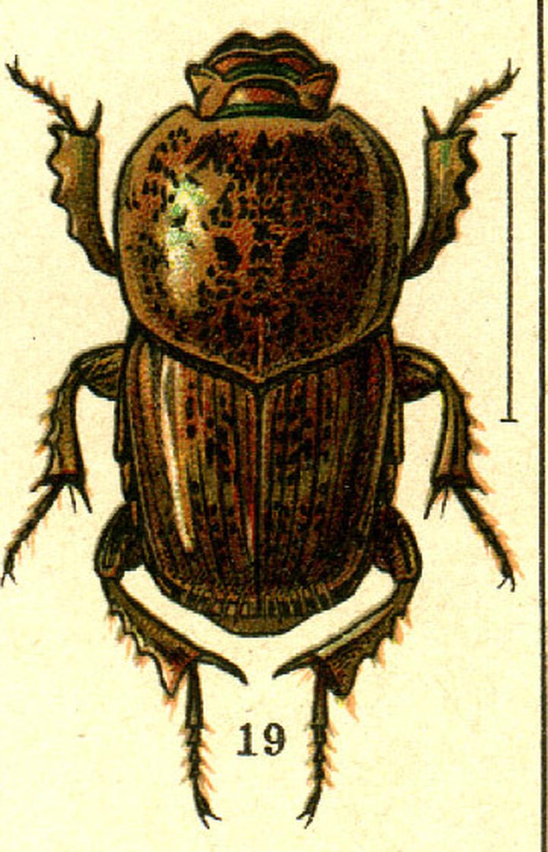 Euoniticellus pallipes (Georgiy Jacobson - Beetles Russia and Western Europe - plate 29) (cropped)