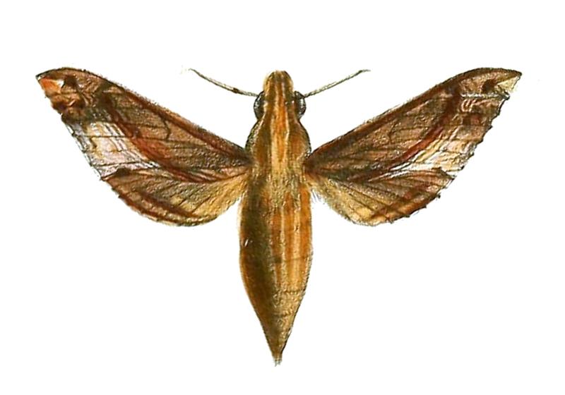 Eupanacra regularis Butler