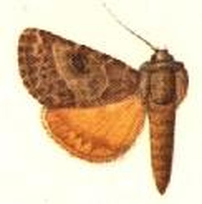Eupanychis mexicana