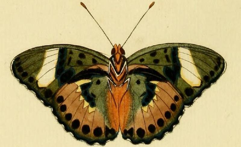 Euphaedra ceres1