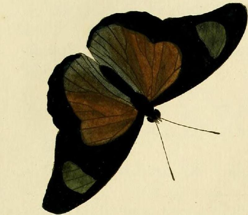 Euphaedra cyparissa