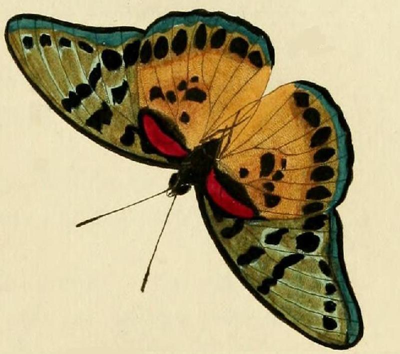 Euphaedra cyparissa1