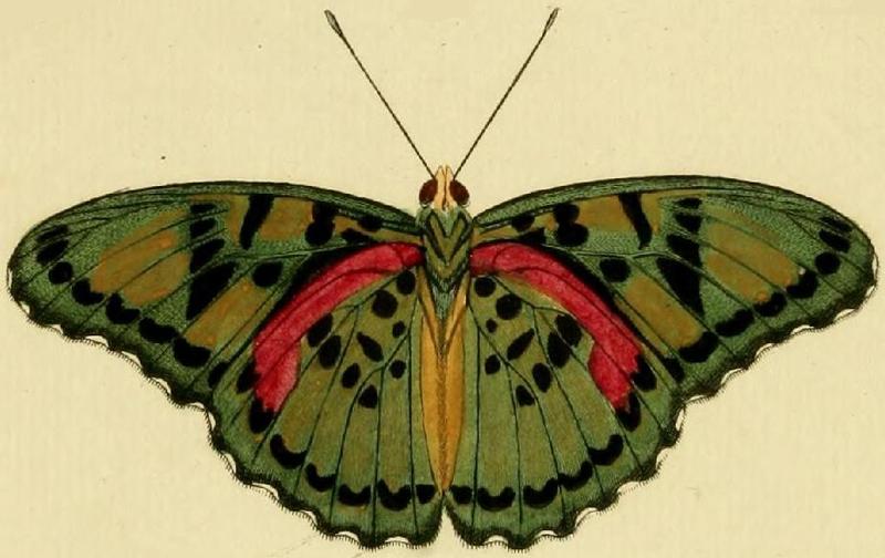 Euphaedra cyparissa2