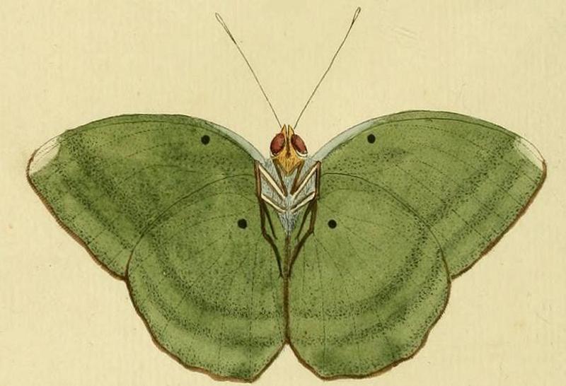Euphaedra harpalyce1