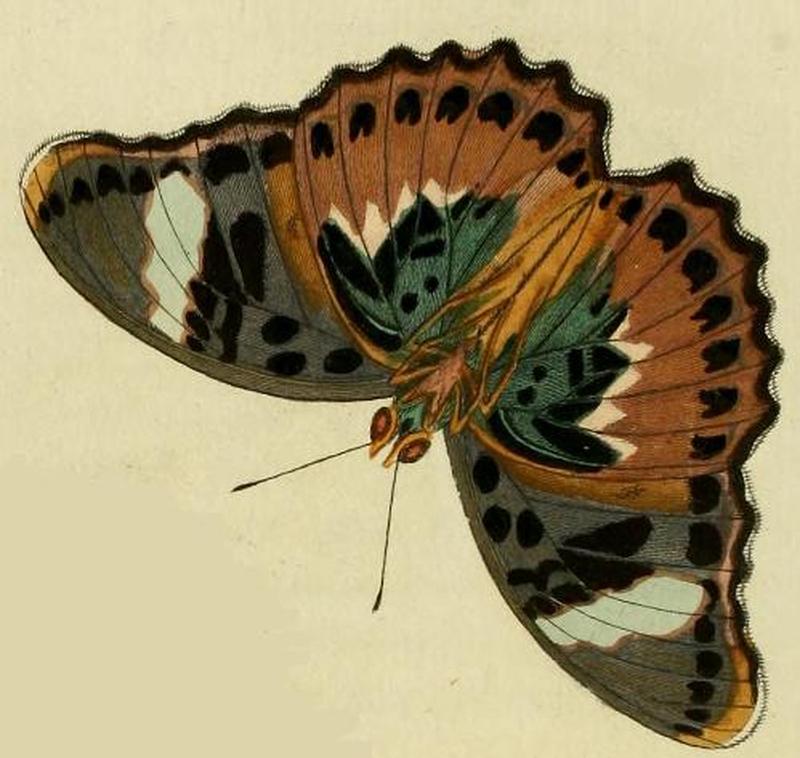 Euphaedra medon1