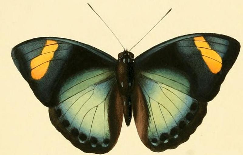 Euphaedra ravola1