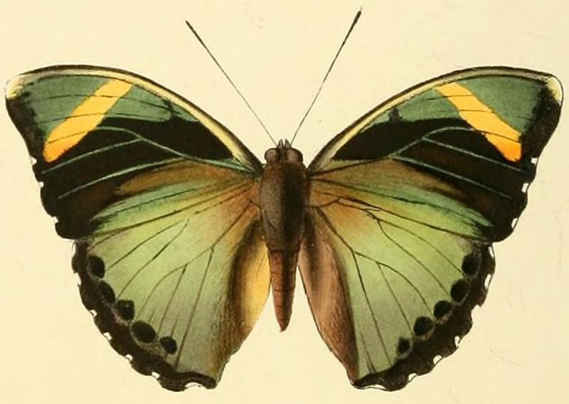 Euphaedra rezia1