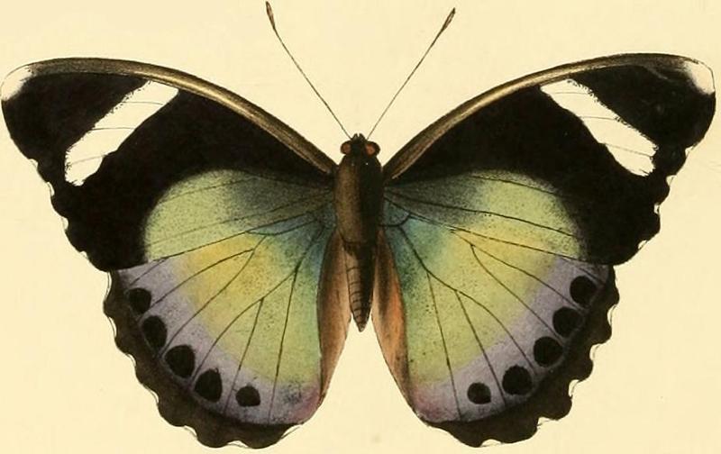 Euphaedra rezia2