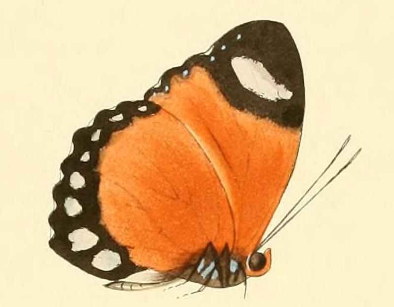 Euphaedra ruspina