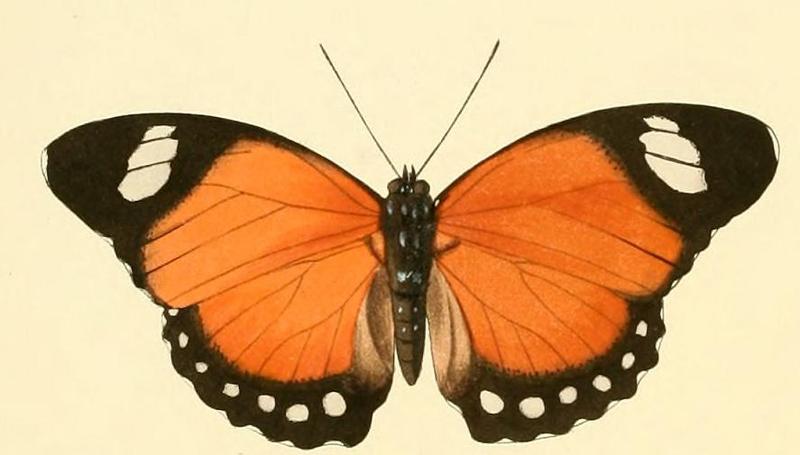 Euphaedra ruspina1