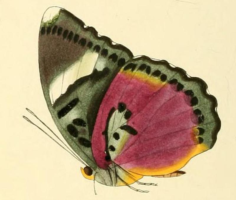 Euphaedra xypete1