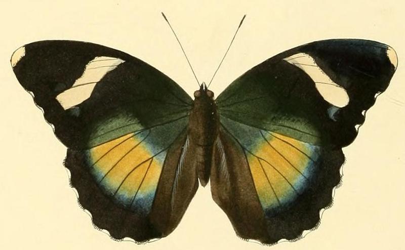 Euphaedra xypete2