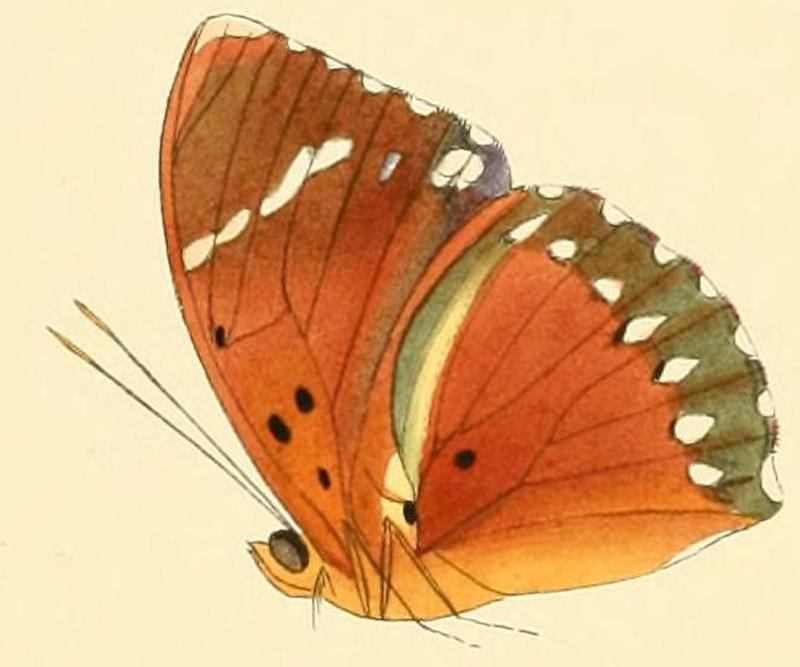 Euphaedra zampa