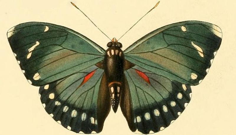 Euphaedra zampa1